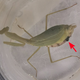Mantis hembra herida por luchar con un macho